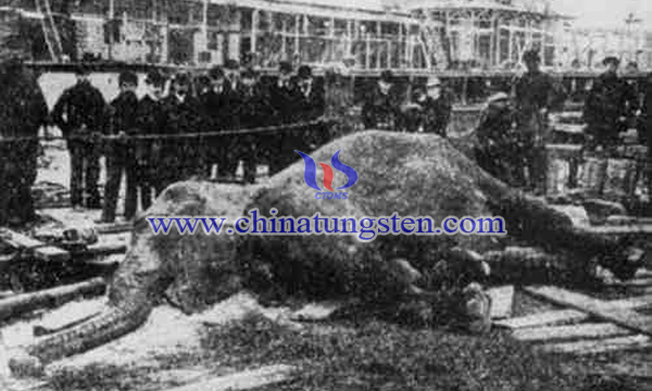 1903年被電死的紐約公園馬戲團(tuán)大象“圖潑西”。（紀(jì)錄片Electrocuting an Elephant）
